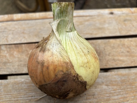 自然栽培 丹沢山麓の固定種・在来種野菜Lセット　80〜100サイズ9〜10品種農薬・化学肥料・動物性肥料は一切不使用 菌ちゃん農法