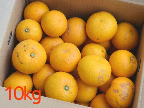 【ご注文受付中】八朔(はっさく)【家庭用(訳あり)】[2.5kg]　312-2h