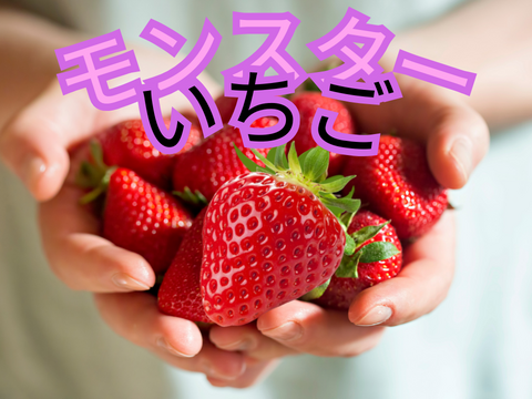 モンスターいちごが登場！宮城県産「スターナイト」！250ｇ×2ｐ入り