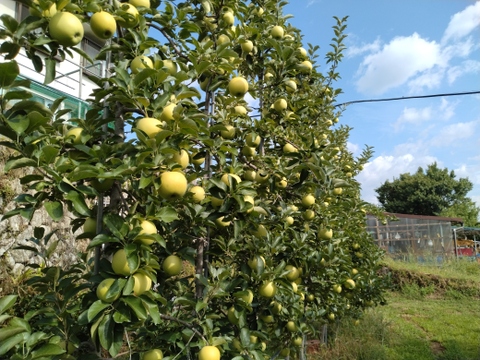 パリッとした食感シナノゴールド５k箱（１３－１６個）【家庭用】