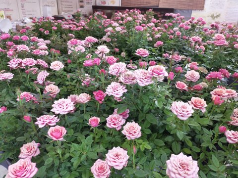 母に日の特別な贈り物　100輪の蕾付き　ミニバラ特大鉢