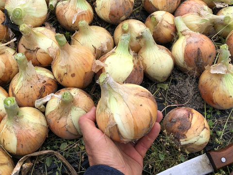 時短！甘みと旨み凝縮の「干したまねぎ」40g×8袋セット【京都丹波産・農薬不使用】