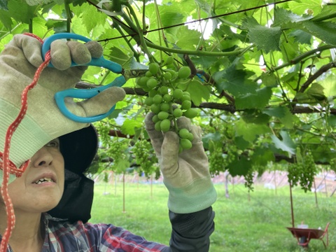 濃厚な甘み！種無し巨峰ぶどう【2kg:5房〜6房】：愛知県産の巨峰