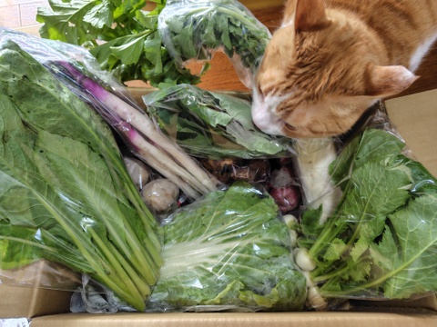 根っこ農園　自然風味お野菜セット
