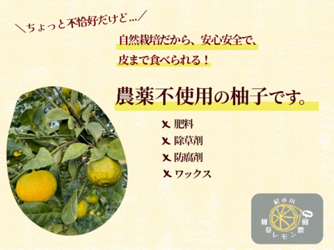 【種が少なくて食べやすい！】柚子(多田錦) 2kg箱詰 -農薬不使用・無肥料・無除草剤-