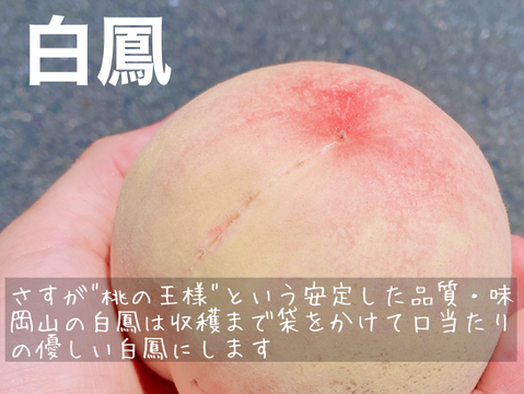 【贈答用】夏を先取り！６月下旬～７月中旬の岡山の桃 ６～７玉