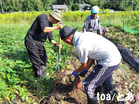 本場鹿児島産の甘～い べにはるか（さつまいも）5kg