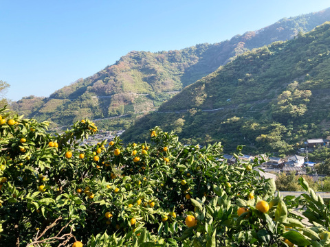 ジュース用訳あり品　甘くて濃厚青島みかん５ｋｇ（サイズ色々・糖度平均12度）