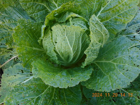 自然農栽培で育てた、『奈良の冬野菜セット』(お一人様用）