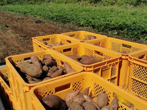 島のほしいも｜しっとりやさしい甘さ