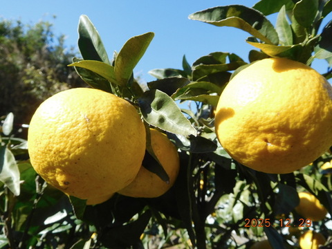 【柑橘食べ比べ】規格外『伊豆産』不知火・はるか・はるひ　”うれしい３種セット！”   正味 4.0㎏