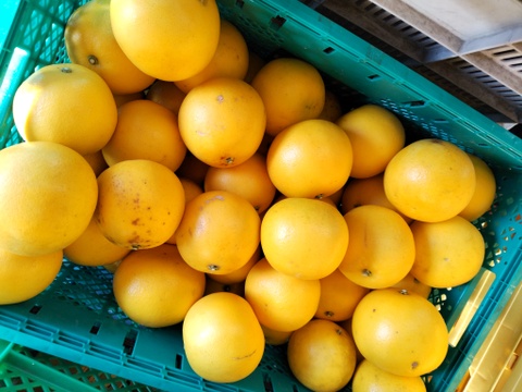 【農薬不使用】静岡県産グレープフルーツ　8玉～10玉入り　サイズ不揃