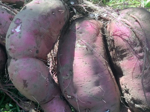🍠さつまいも　紅はるか🍠　２kg❗️