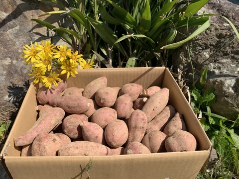甘味あふれるオーガニック安納芋・小サイズ(かわいいミニ焼き芋に)箱込み10kg・種子島産