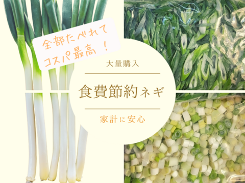 新鮮でおいしい食費節約ネギ　S～２L（７㎏）