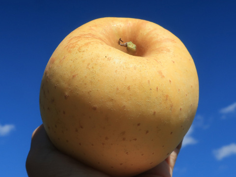 【糖度14度以上】りんご はるか 蔵王はるか 2kg 6玉 光センサー 糖度検査済み スタンダード 贈答用 ギフト