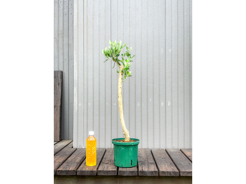 オリーブ 鉢植え カロレア｜育てやすい シンボルツリー・盆栽にも最適　2