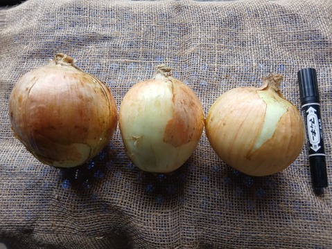 訳あり　大タマネギ（有機JAS）箱込9kg