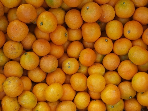 【訳あり】田口みかん小粒❨濃厚な味です4kg❩和歌山下津産