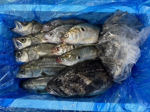 【新商品 レビュー溜まるまで30％OFF中】鮮魚セット ２ｋｇ入 魚介セット 小魚 未利用魚 低利用魚 定置網 刺身 刺し身焼き魚 煮魚 お魚詰め合わせ セッパ マイワシ　イシモチ  等まるごと