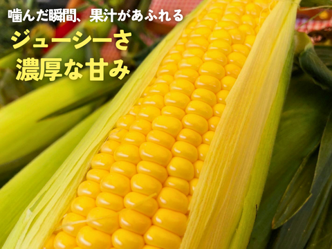 【朝採れ極甘スイートコーン】「恵味ゴールド」12本　//先行予約/2026年7月下旬より発送//