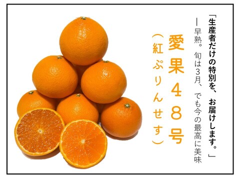 農家のつまみ食い　愛果48号(別名 紅ぷりんせす) ハヤドレ(早採れ)　約３キロ