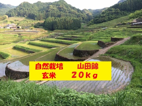 【３月セール】自然栽培！「山田錦」玄米２０ｋｇ