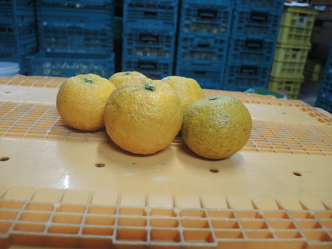 ジャバラ3ｋｇ　和歌山県特産柑橘（数量の変更可能）