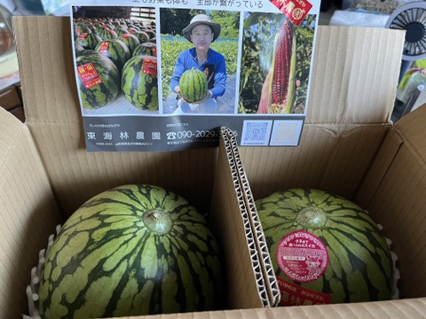 【夏ギフト】2025年　予約品　
ピノ・ガール　秀品２個入り１箱