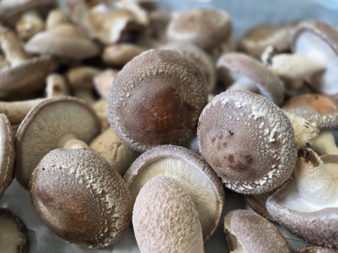 福袋2025】徳島県産三ツ星しいたけ「夏華（なつか）」800g：徳島県産の