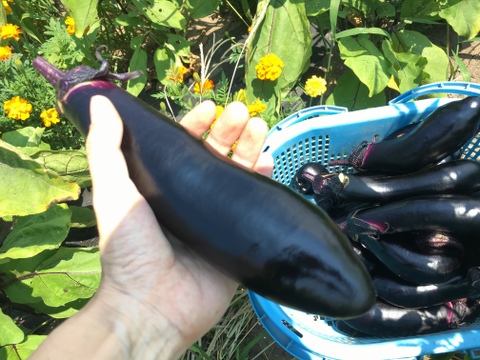 【今が旬屋】【数量限定】大きくて水々しいジューシーさが自慢!農薬除草剤不使用ナス10本