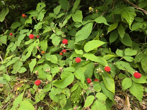 ★天然　苺　クサイチゴ　実　野いちご　500グラム　冷凍品　冷凍専用箱発送★