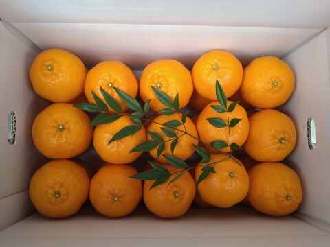 【贈答用】土佐の温暖な気候で、うま味がギュッ！！と詰まったぽんかん（２Ｌサイズ　5キロ）