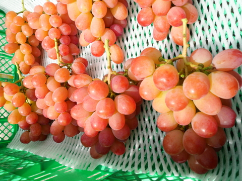 訳ありB品】サンシャインレッド：山梨県産のサンシャインレッド（甲斐