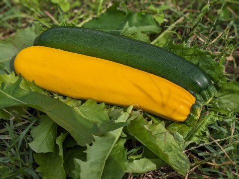 【とびっきりの甘熟野菜！】からだにやさしい野菜と新米セット