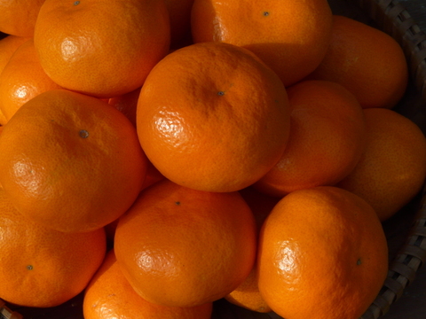 【🍊大津４号 5kg 】糖酸のバランスの取れたみかんです。年明けは北の産地が本命！