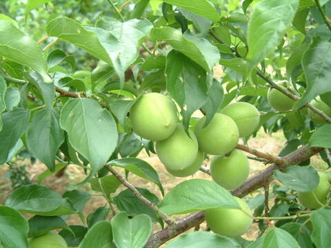 つぶれ梅♪　 無選別　3㎏(約300g×10袋)　昔ながらのすっぱい味!おかあちゃんの梅干し