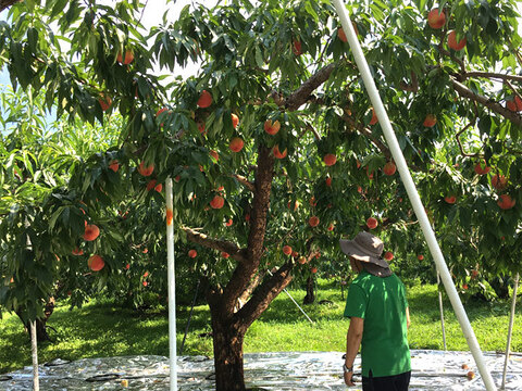川中島白桃 3キロ箱 7玉～12玉 長野県産