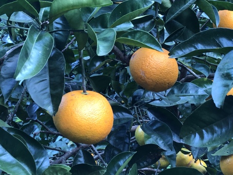 八朔5kg房州産(農薬・化学肥料不使用)