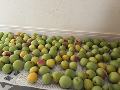 【送料500円引き】和歌山県産（梅干し向け）南高梅 5kg（箱込み）【Ｌサイズ以上】