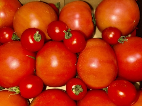 予約1月下旬から予約順で発送【特別栽培農産物の取得】＼訳あり／受賞歴３回！ソムリエトマト2kg前後（8玉～16玉) ②のオマケ❗️ソムリエミニトマト　ダイヤ【食べ比べ】