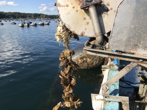 訳あり小粒　殻付牡蠣　　能登産　　約 4 kg（約35～55個)   加熱用