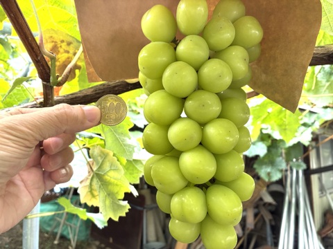 限定1点ﾓﾉ！:特大ビッグサイズ1房700g！☆山梨県産シャインマスカット贈答　ギフト　家庭用にも　予約No.17