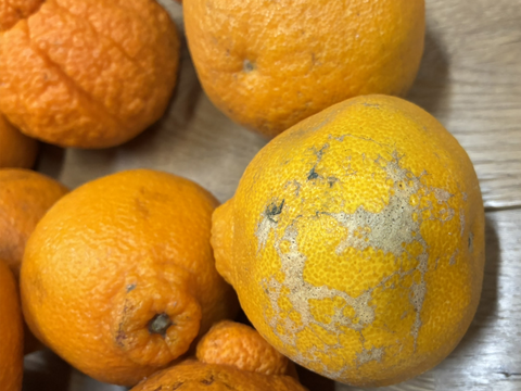 不知火(デコポン同品種)【家庭用(超 訳あり)】10kg【必ず説明をお読みください】322-4ol