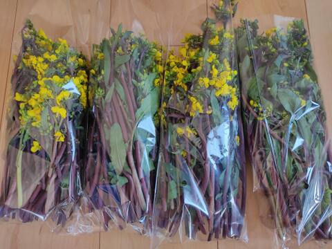 ✨【春限定】甘くてシャキッ！農薬・化成肥料不使用の紅菜苔（こうさいたい）✨😊