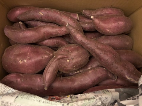 セール中！訳あり！シルクスイート　20kg