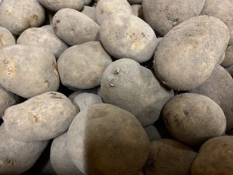 北海道の越冬ジャガイモ！『インカのめざめ』(5kg)