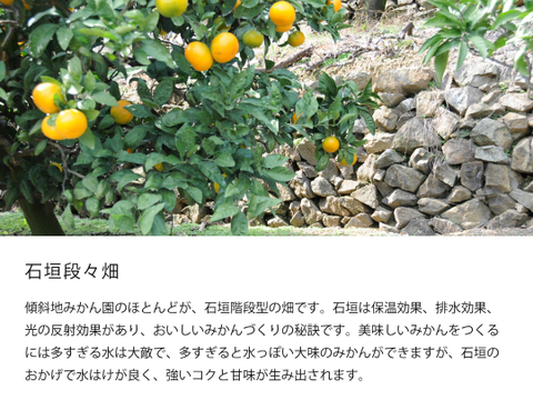 【12/4まで特別価格】【お歳暮ギフト】有田みかん2.5kg（ミックス S～2Lサイズ）贈答用 特選品　和歌山 311-5h