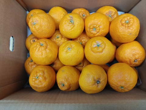 家庭用 　不知火　Ａ・Ｂミックス　Ｌ以下　箱込み4.5キロ