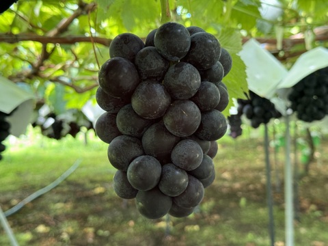 【クール便】ぶどう【ブラックビート】1kg〜1.2kg前後(2〜3房)山梨県産　 種なし